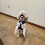 Neighborhood Pet Health Center