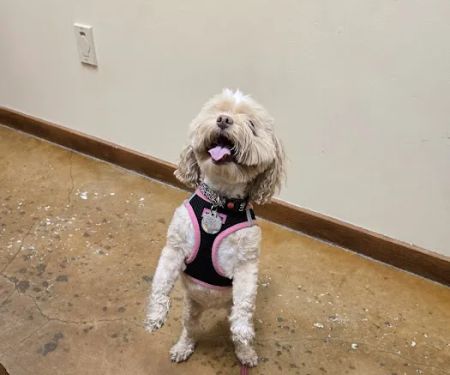 Neighborhood Pet Health Center