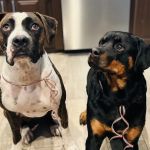 Southlake Crossing Animal Clinic