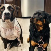 Southlake Crossing Animal Clinic ico