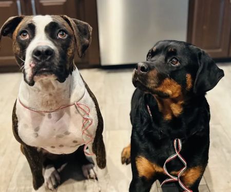 Southlake Crossing Animal Clinic