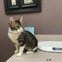 Parkside Animal Hospital ico