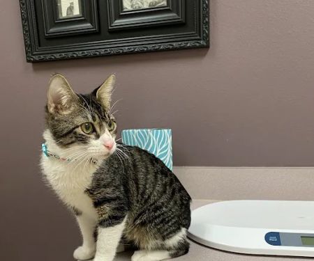 Parkside Animal Hospital