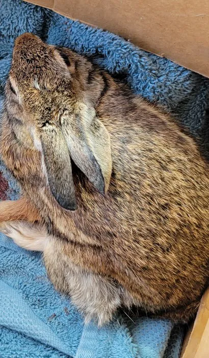 Keller All Creatures Animal Clinic Picture 1