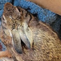 Keller All Creatures Animal Clinic ico