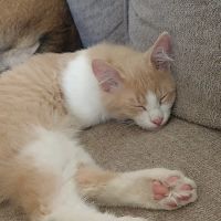 Animal Welfare Department, Preventative Pet Care Clinic ico