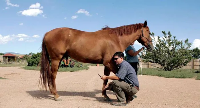 Meddleton Equine Clinic Picture 1