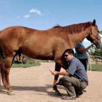 Meddleton Equine Clinic ico