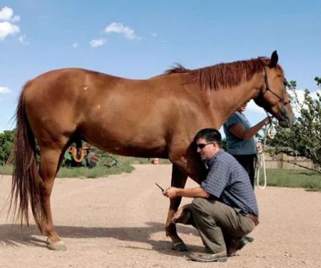 Meddleton Equine Clinic