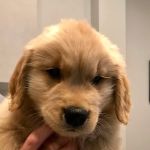 Dallas Veterinary Clinic