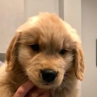 Dallas Veterinary Clinic ico