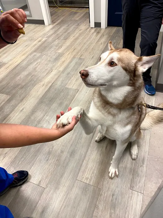 Dallas Veterinary Clinic Picture 4