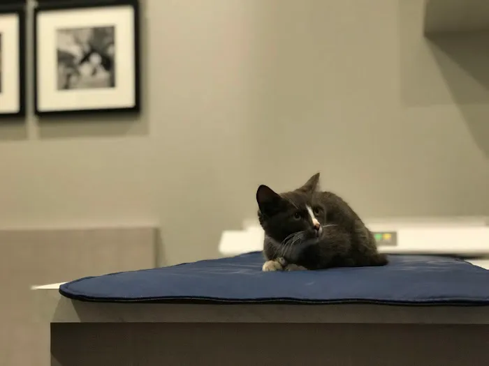 Dallas Veterinary Clinic Picture 8