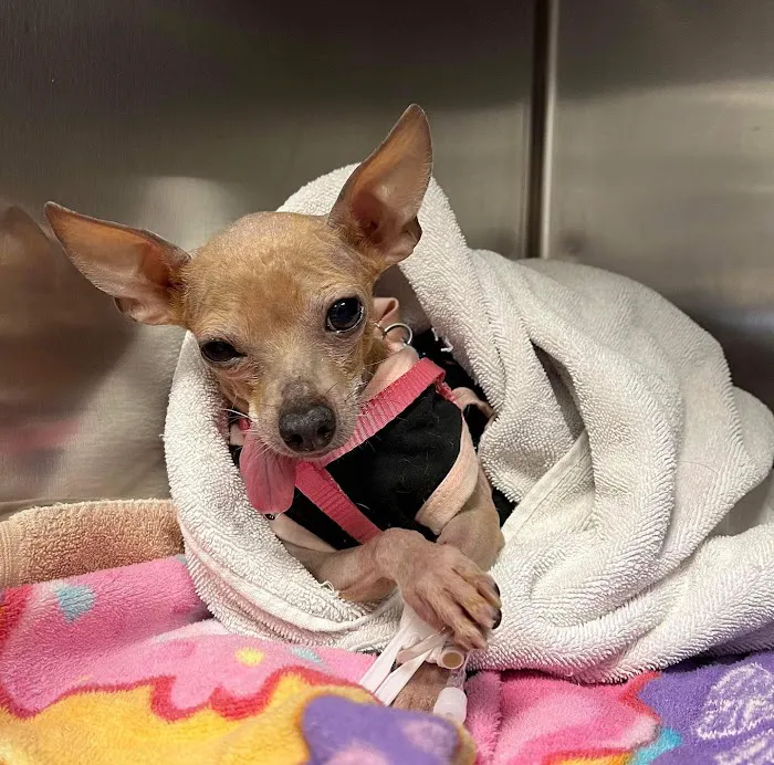 CHEW Animal Clinic Picture 2