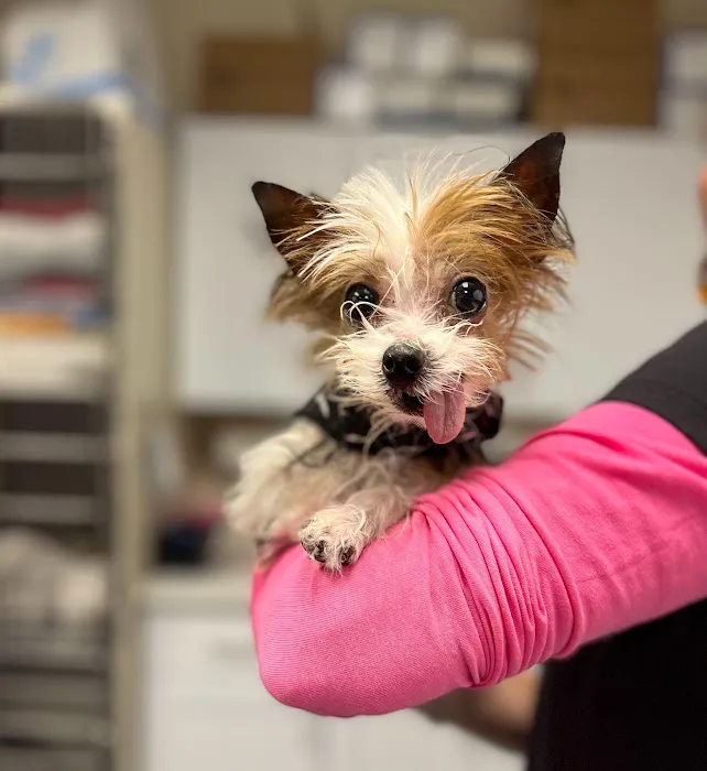 CHEW Animal Clinic Picture 1