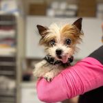 CHEW Animal Clinic