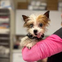 CHEW Animal Clinic ico