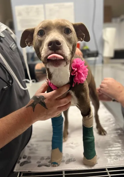 CHEW Animal Clinic Picture 3