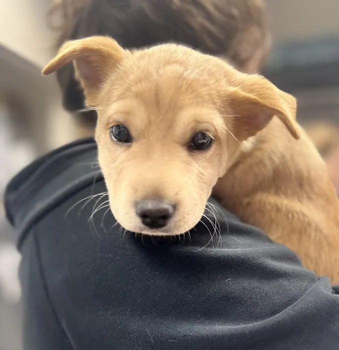CHEW Animal Clinic Picture 6