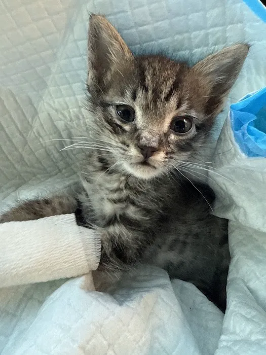 CHEW Animal Clinic Picture 8