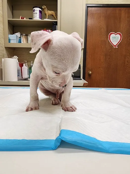 Willow Brook Animal Hospital Picture 2