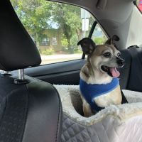 Willow Brook Animal Hospital ico