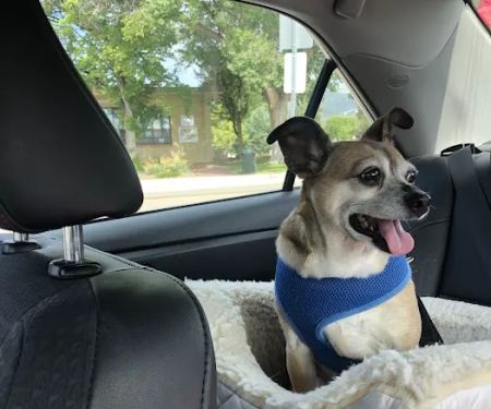 Willow Brook Animal Hospital