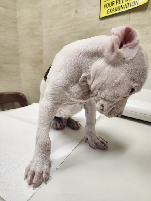 Willow Brook Animal Hospital Picture 5