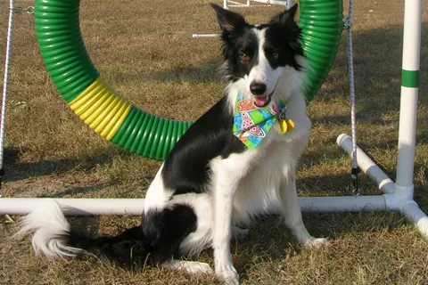 Willow Brook Animal Hospital Picture 8
