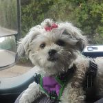 VCA DeSoto Animal Hospital