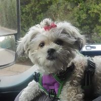 VCA DeSoto Animal Hospital ico