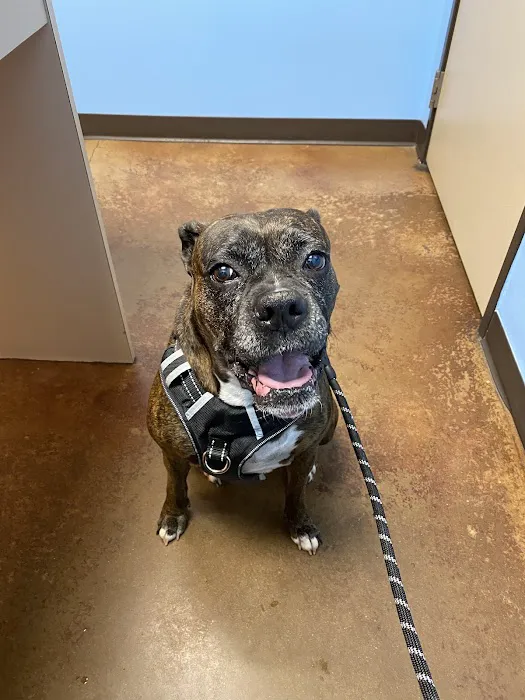 VCA DeSoto Animal Hospital Picture 2