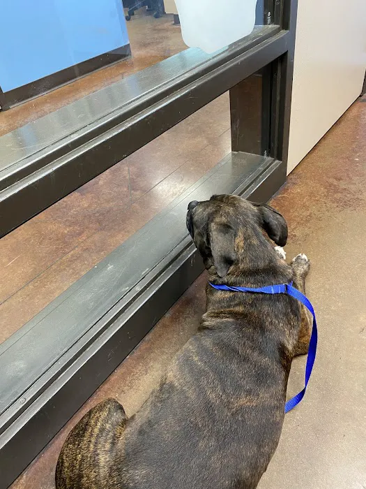 VCA DeSoto Animal Hospital Picture 3