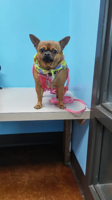 VCA DeSoto Animal Hospital Picture 10