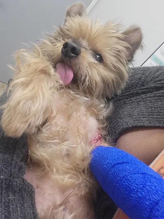 Penny Paws Animal Hospital - DeSoto Picture 2