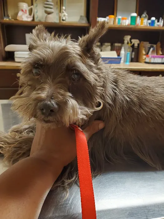 Cedar Hill Veterinary Clinic Picture 1
