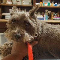 Cedar Hill Veterinary Clinic ico