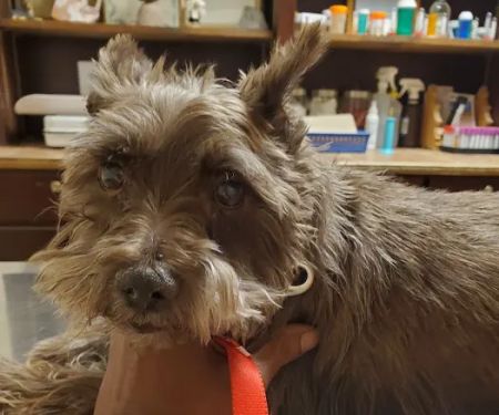 Cedar Hill Veterinary Clinic
