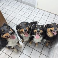 Greenbriar Veterinary Hospital ico