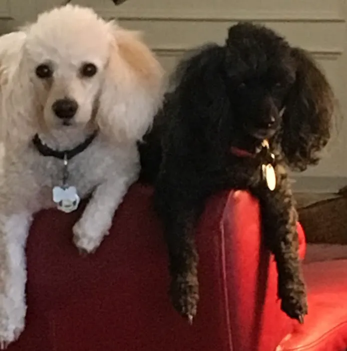 Greenbriar Veterinary Hospital Picture 6