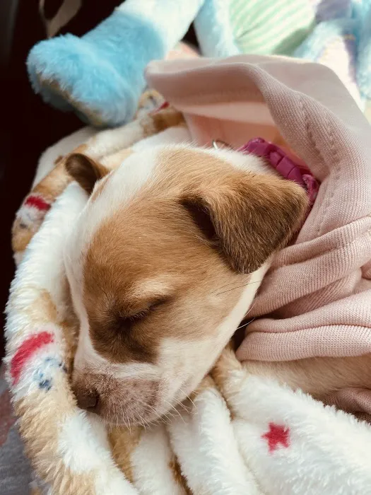 Vetco Total Care Animal Hospital Picture 10