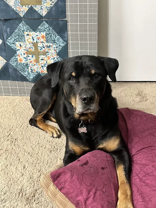 CityVet | Cedar Hill Veterinary Clinic & Urgent Care Picture 3