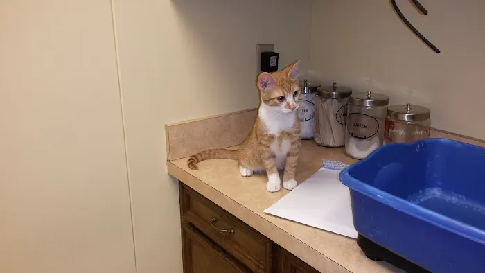 CityVet | Cedar Hill Veterinary Clinic & Urgent Care Picture 8