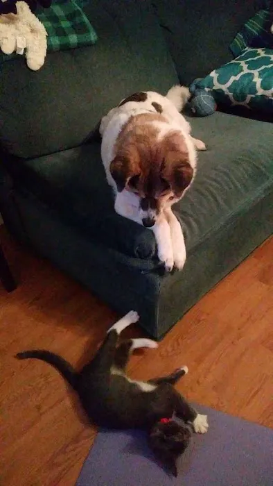 Alley Cat Animal Hospital Picture 1