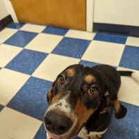 Lancaster Veterinary Clinic ico