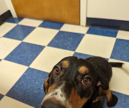 Lancaster Veterinary Clinic