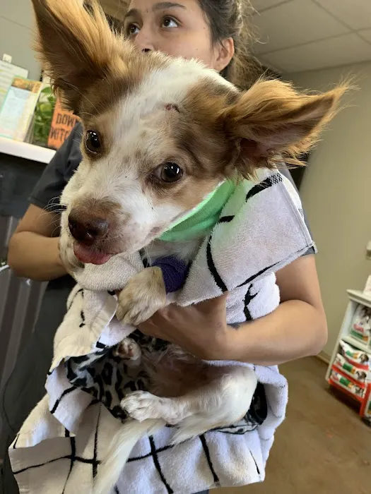 Buckner Terrace Animal Clinic Picture 2