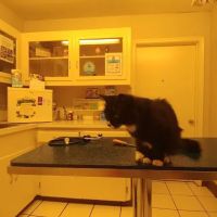 Casa Linda Animal Clinic ico