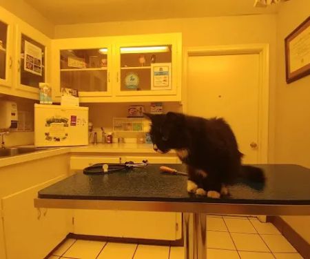 Casa Linda Animal Clinic