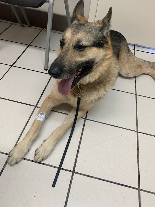 Casa Linda Animal Clinic Picture 6